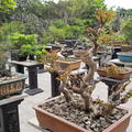 IMG30149 Yue Hui Garden  Dongguan 